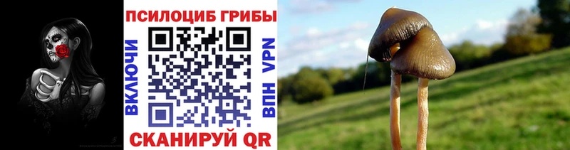 Псилоцибиновые грибы Psilocybine cubensis Ессентукская